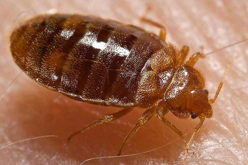 Bed Bug Skin Rash