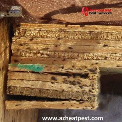 Mega Bed Bug Nest AZ Heat Pest