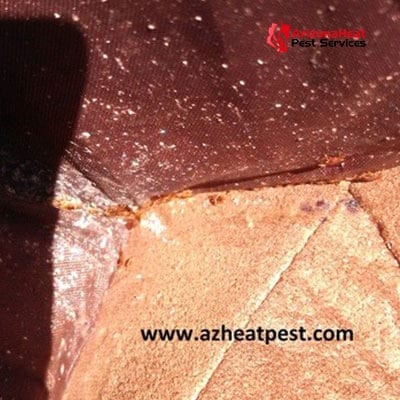 Bed Bug Recliner AZ Heat Pest