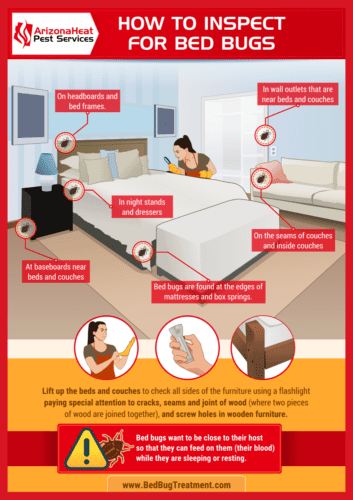 how-to-inspect-for-bed-bugs-and-find-out-if-you-have-them