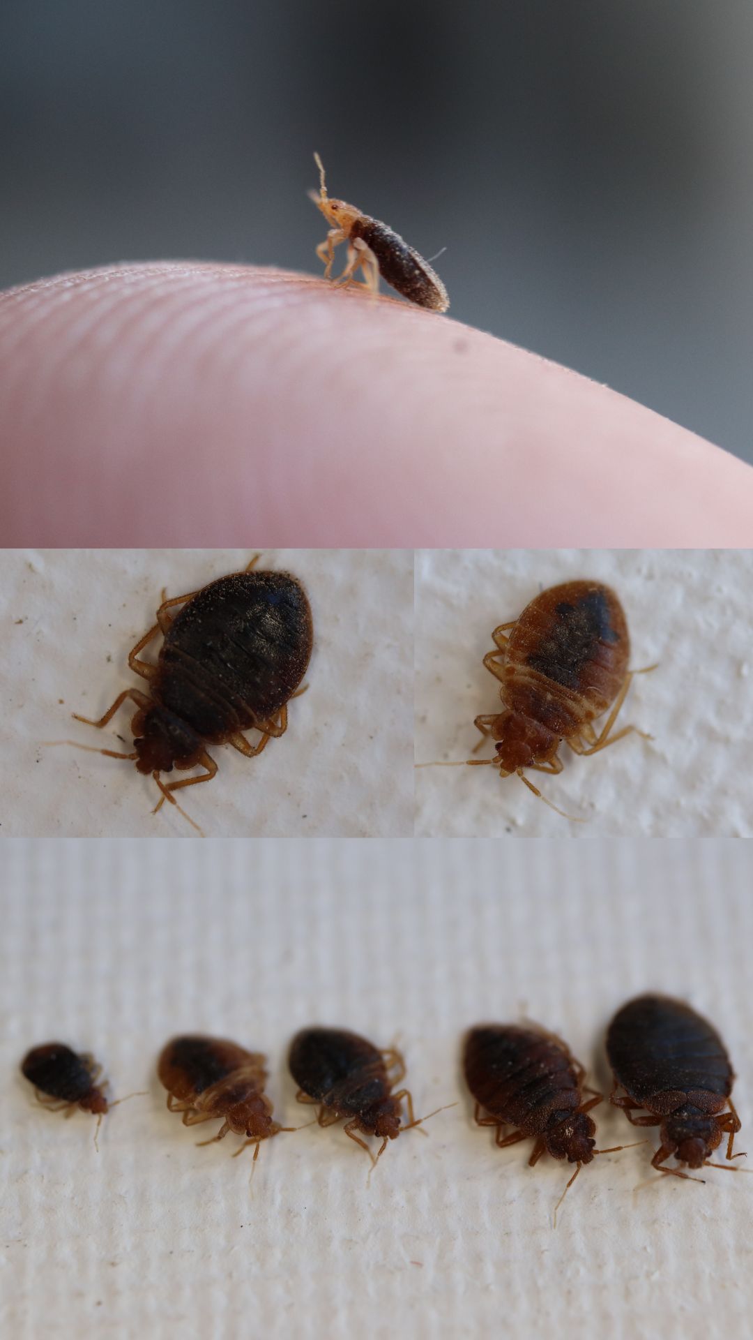 Identify if you are experiencing a ebd bug infestation by comparing the bug you found with the bed bugs in this image. Bed bugs of all life stages are shown in this image from nymph to adults of all sizes
